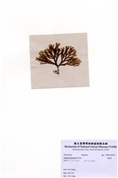 藏品(厚緣藻)的圖片